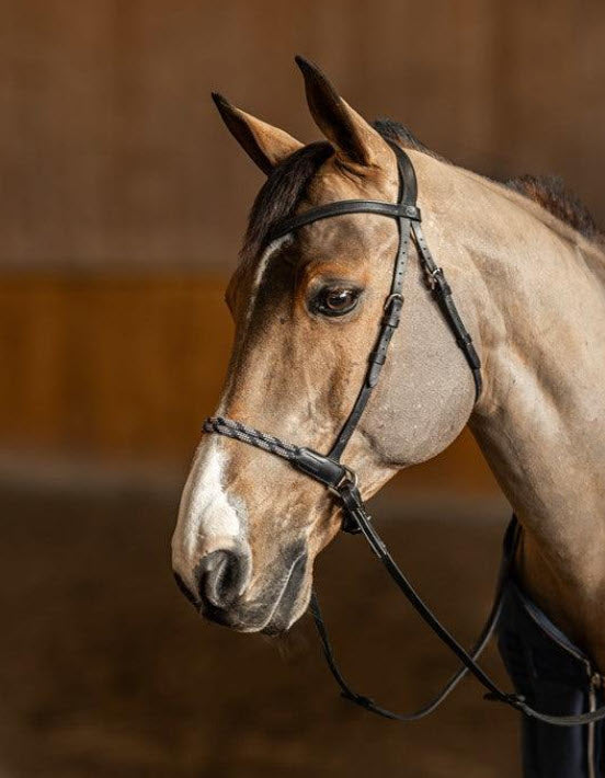 🐴 Bitless, Hackamore & More: A Rider’s Guide to Choosing the Right Bridle