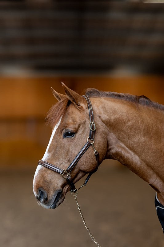 HFI Halter little groom