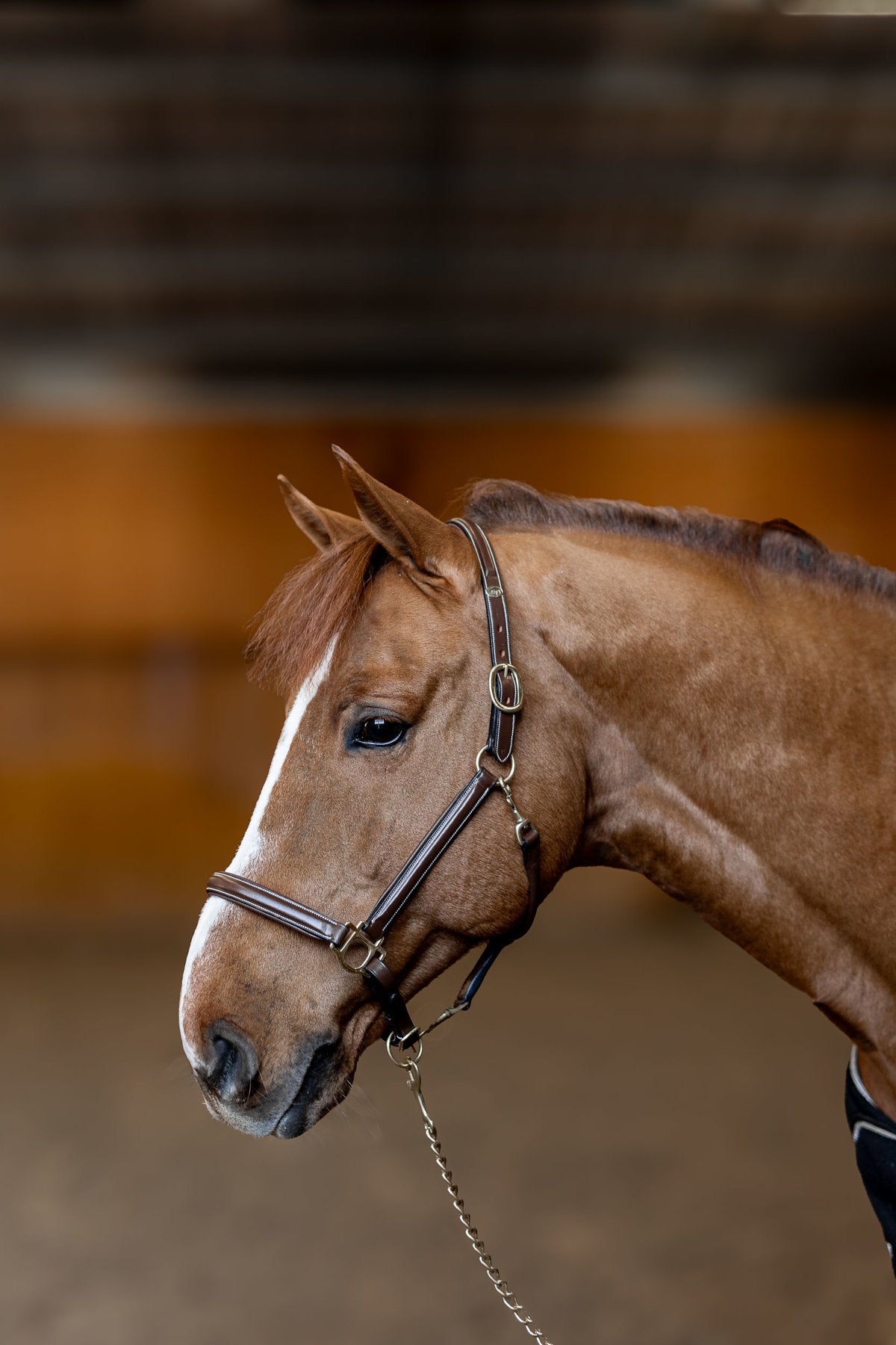 HFI Halter little groom