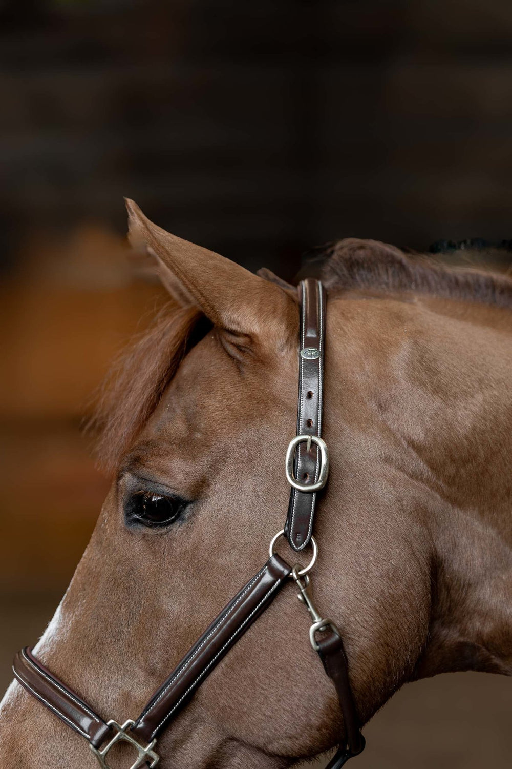 HFI Halter little groom