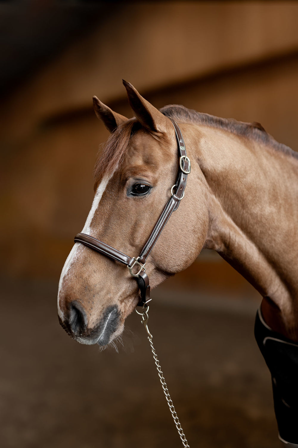 HFI Halter little groom