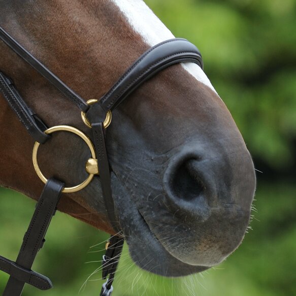 Passier exchangeable dropped noseband