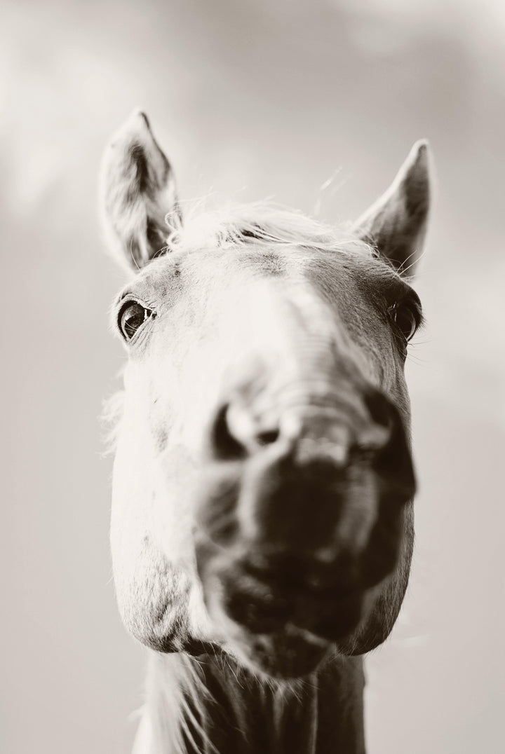 Horse - THE CORONAVIRUS AND YOUR HORSE