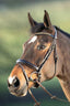 HFI shiny bridle - HorseworldEU