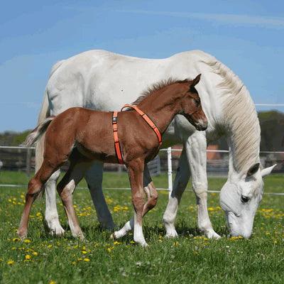 Herm. Sprenger foal harness