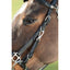 Hfi combo bridle / halter HFI