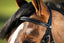 HFI German bridle - HorseworldEU